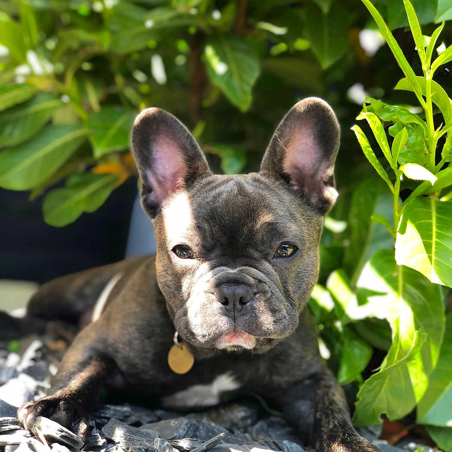 Lily