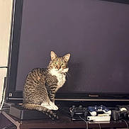Alister is registered to the contest to win money with this photo: cat, tabby_cat, white_paws, white_chest, television, tv_screen, panasonic, gaming_controllers, video_game_console, entertainment_center, wooden_furniture, cables, electronics, indoor, pet, animal, curious, sitting, household, technology