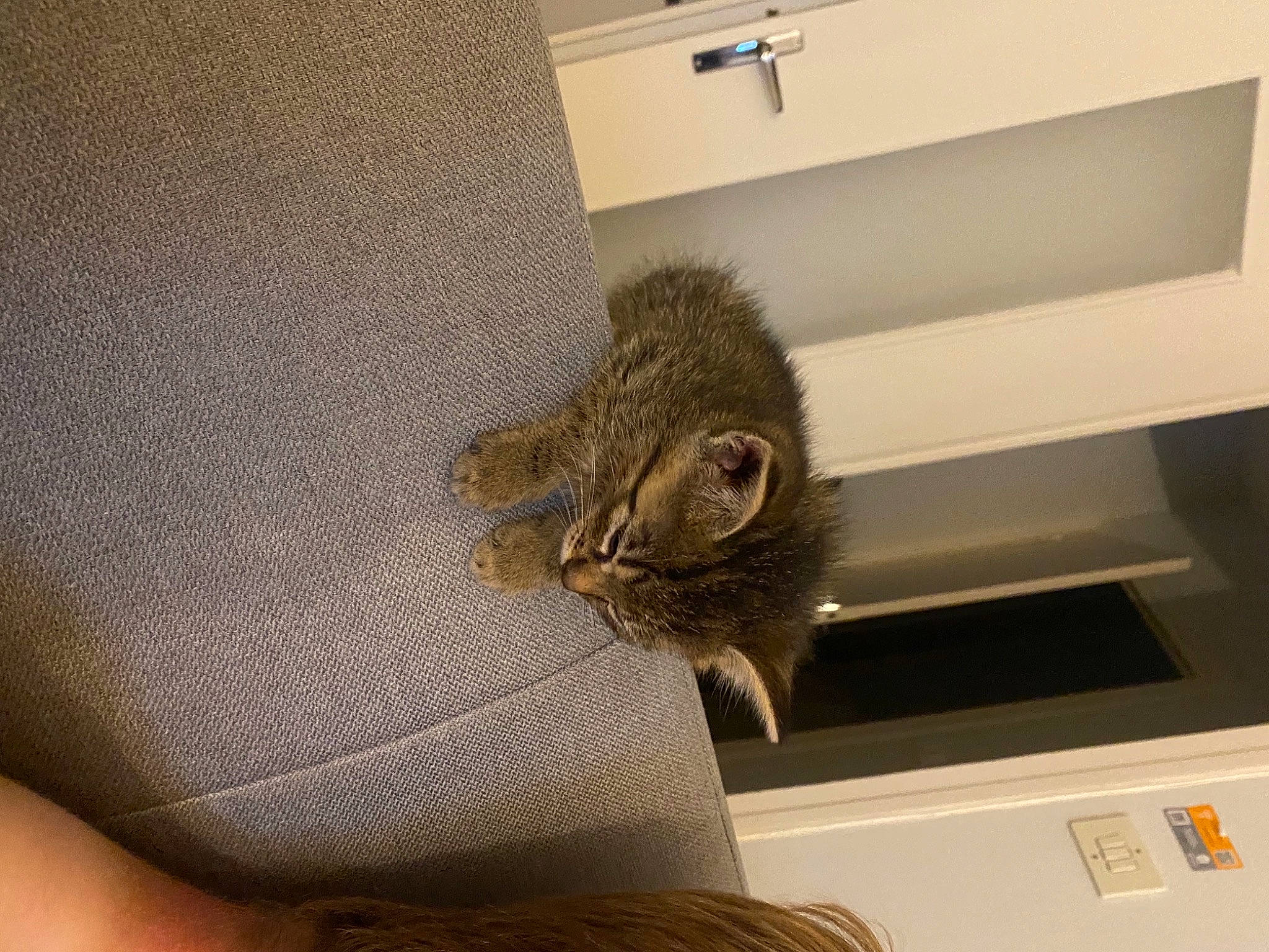 Eddy participe au concours pour gagner de l'argent avec cette photo : cat, domestic_short_haired_cat, european_shorthair, felidae, fur, room, small_to_medium_sized_cats, snout, whiskers