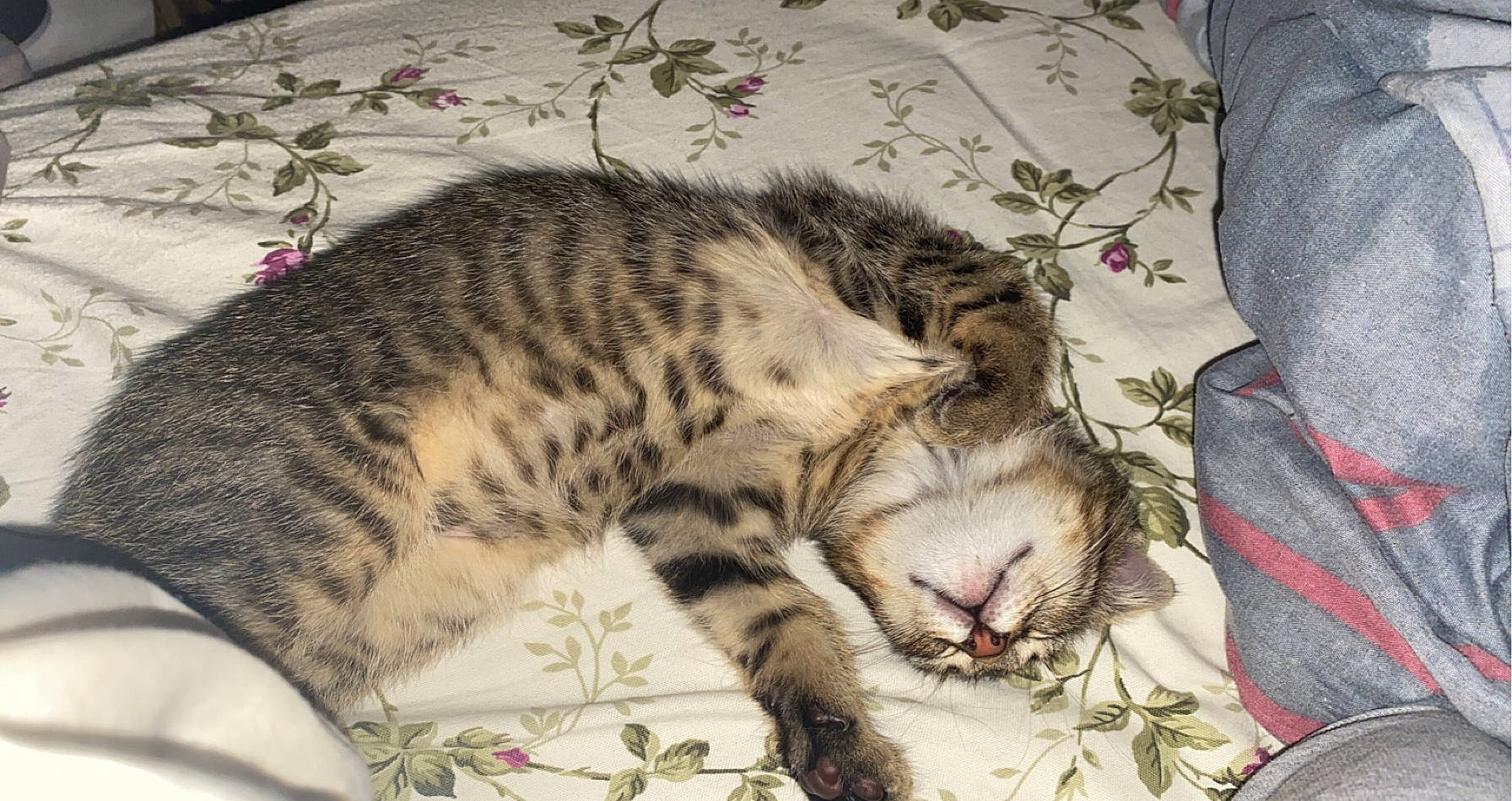 Eddy a rejoint le concours — aidez-le/la à gagner de superbes lots ! american_shorthair, asian, bengal, california_spangled, carnivore, cat, domestic_short_haired_cat, dragon_li, egyptian_mau, european_shorthair, felidae, kitten, mammal, ocicat, rusty_spotted_cat, small_to_medium_sized_cats, snout, tabby_cat, vertebrate, whiskers