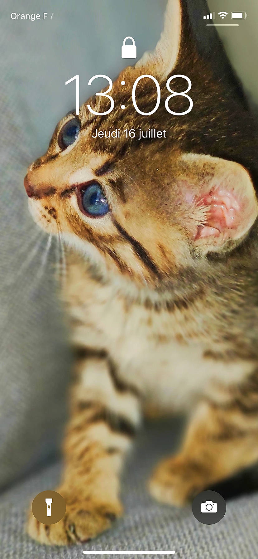 Eddy participe au concours pour gagner de l'argent avec cette photo : american_bobtail, asian, bengal, california_spangled, carnivore, cat, dragon_li, european_shorthair, felidae, kitten, mammal, ocicat, photo_caption, savannah, small_to_medium_sized_cats, snout, tabby_cat, toyger, vertebrate, whiskers