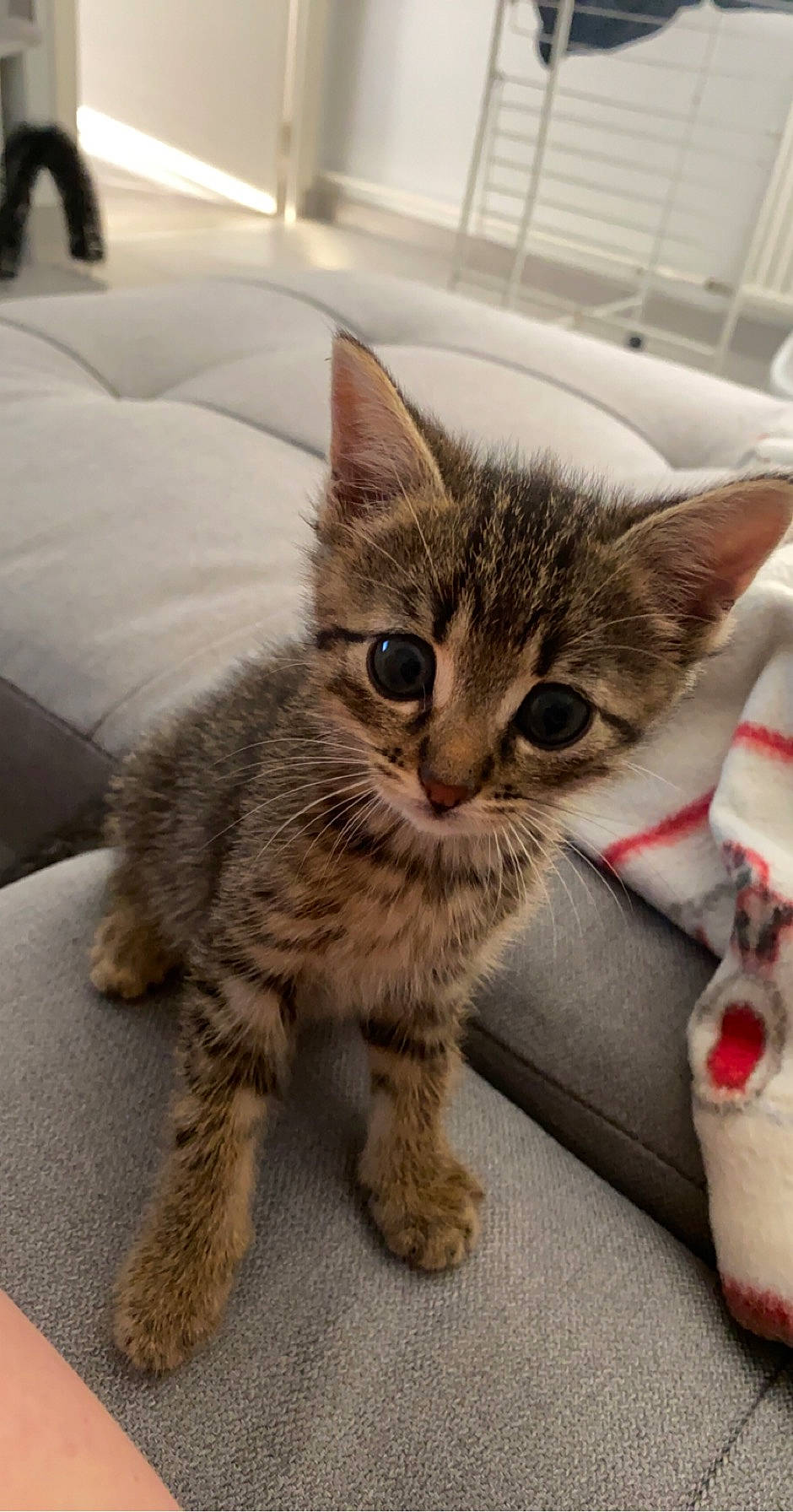 Eddy a rejoint le concours — aidez-le/la à gagner de superbes lots ! aegean_cat, american_shorthair, asian, carnivore, cat, domestic_short_haired_cat, dragon_li, european_shorthair, fawn, felidae, kitten, mammal, pixie_bob, polydactyl_cat, small_to_medium_sized_cats, tabby_cat, vertebrate, whiskers