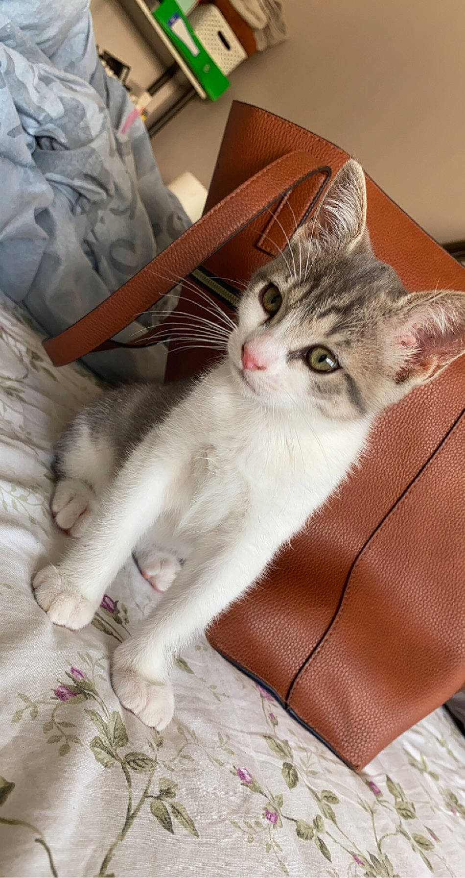 Millie a rejoint le concours — aidez-le/la à gagner de superbes lots ! aegean_cat, asian, asian_semi_longhair, carnivore, cat, domestic_long_haired_cat, domestic_short_haired_cat, european_shorthair, felidae, fur, kitten, maine_coon, mammal, norwegian_forest_cat, ragamuffin, small_to_medium_sized_cats, tabby_cat, turkish_angora, turkish_van, whiskers