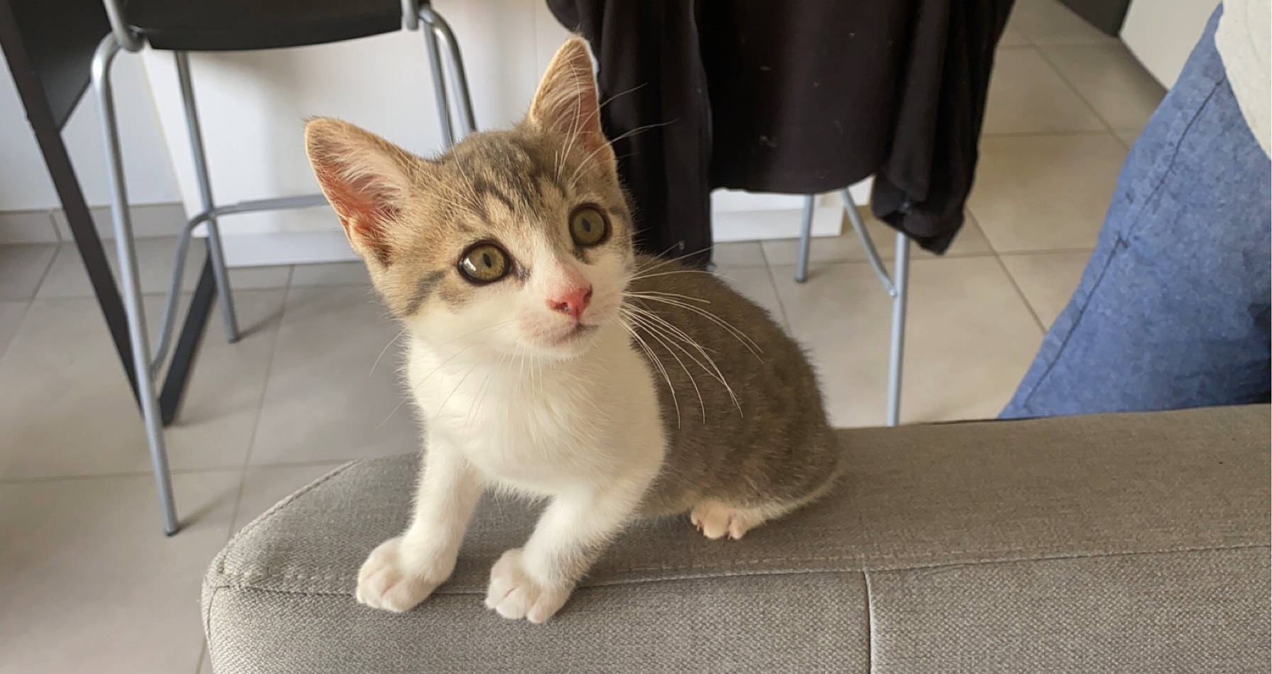 Millie a rejoint le concours — aidez-le/la à gagner de superbes lots ! aegean_cat, american_wirehair, arabian_mau, asian, australian_mist, carnivore, cat, domestic_short_haired_cat, european_shorthair, fawn, felidae, german_rex, kitten, mammal, ojos_azules, singapura, small_to_medium_sized_cats, tabby_cat, vertebrate, whiskers