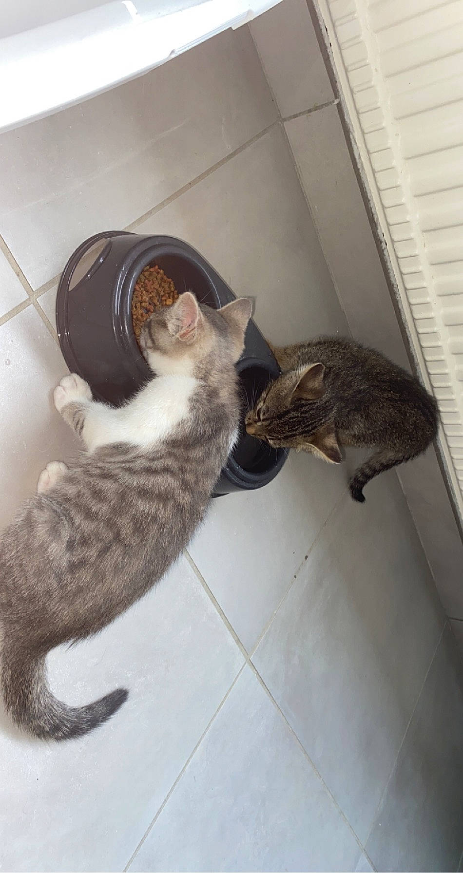 Millie participe au concours pour gagner de l'argent avec cette photo : carnivore, cat, domestic_short_haired_cat, dragon_li, egyptian_mau, european_shorthair, felidae, german_rex, kitten, mammal, ocicat, savannah, small_to_medium_sized_cats, tabby_cat, tail, whiskers