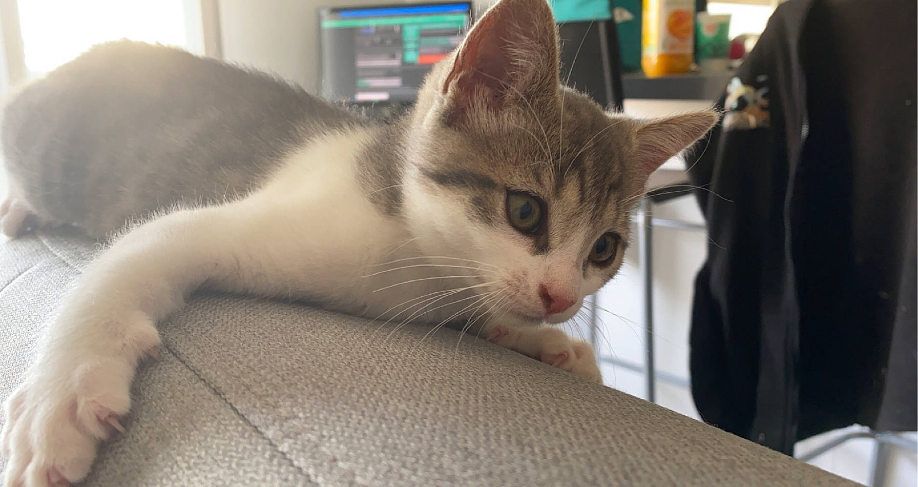 Millie participe au concours pour gagner de l'argent avec cette photo : aegean_cat, american_wirehair, asian, australian_mist, burmilla, carnivore, cat, domestic_short_haired_cat, european_shorthair, fawn, felidae, kitten, mammal, ojos_azules, polydactyl_cat, singapura, small_to_medium_sized_cats, snout, whiskers