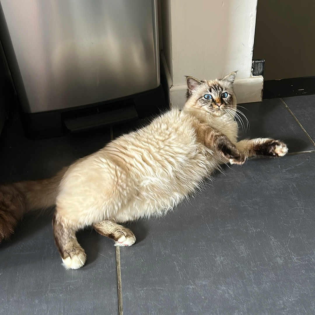 Lino a rejoint le concours — aidez-le/la à gagner de superbes lots ! abyssinian, accessories, angora, animal, appliance, blackboard, cat, computerhardware, device, electronics, hardware, indoors, kitten, manx, monitor, pet, screen, siamese, strap, wood