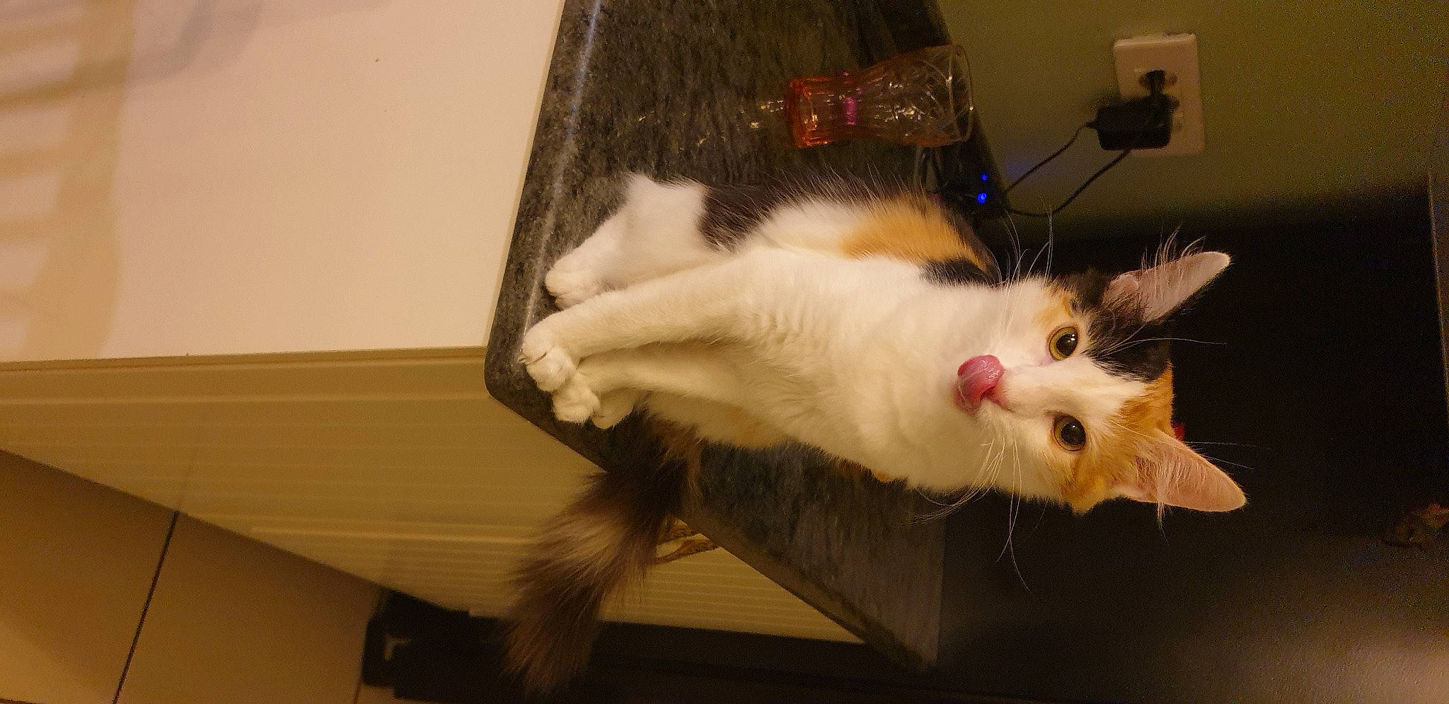 Ruby a rejoint le concours — aidez-le/la à gagner de superbes lots ! carnivore, cat, claw, domestic_short_haired_cat, felidae, flooring, fur, hardwood, paw, room, small_to_medium_sized_cats, snout, tail, whiskers, wood