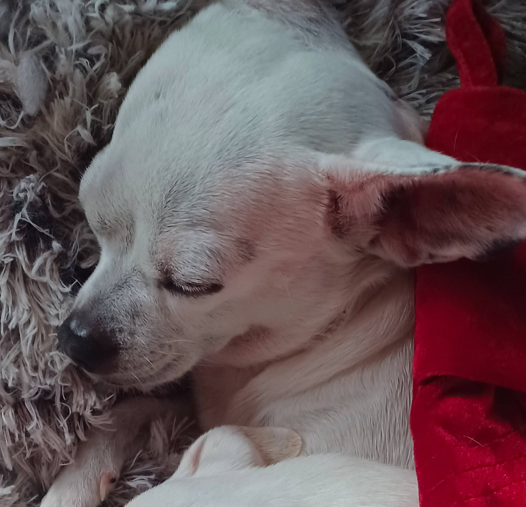 Bud is registered to the contest to win money with this photo: canidae, carnivore, comfort, companion_dog, dog, dog_breed, ear, fawn, fur, non_sporting_group, paw, plant, puppy, sporting_group, terrestrial_animal, toy_dog, whiskers, working_animal