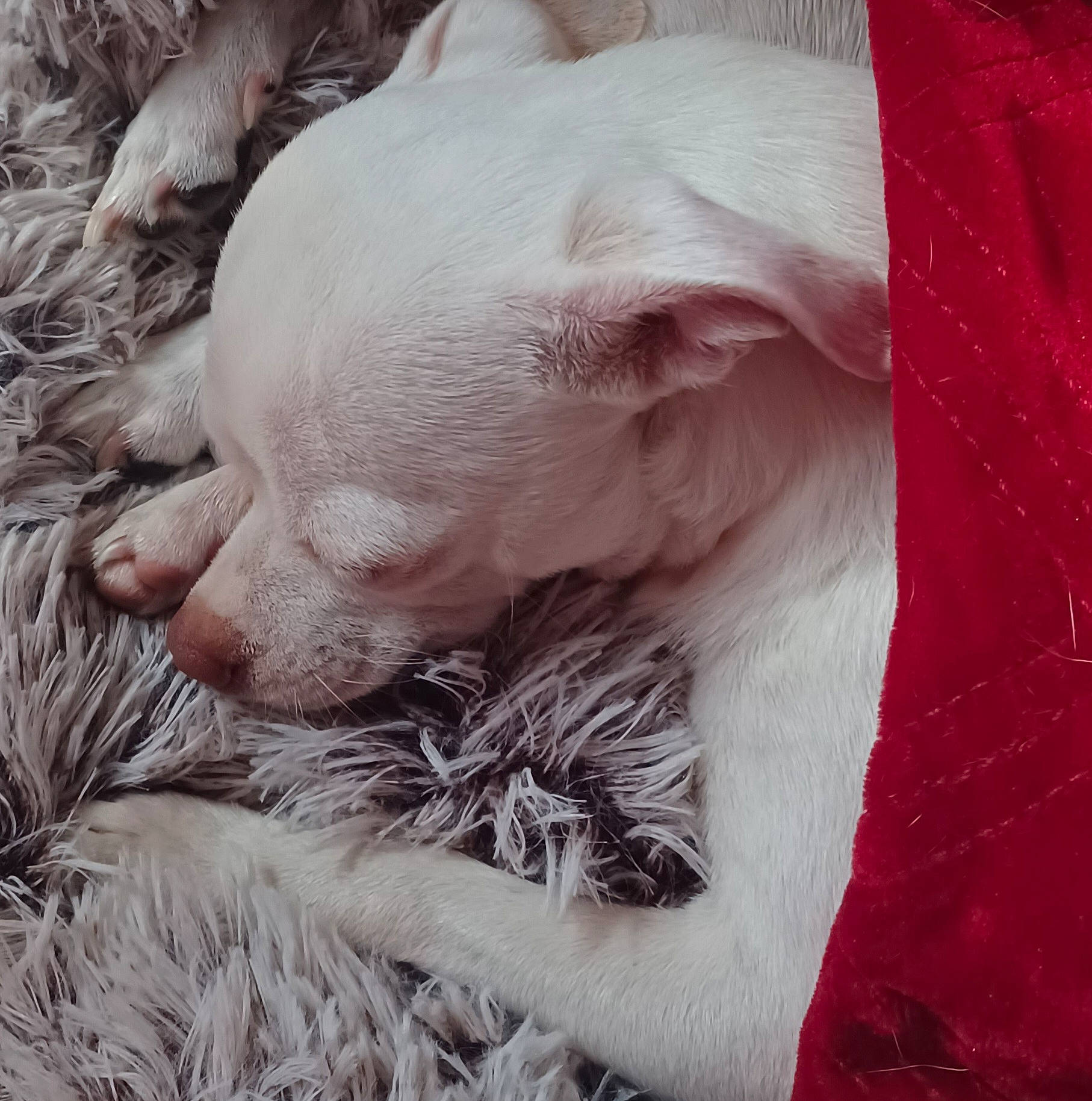 Cricket is registered to the contest to win money with this photo: canidae, carnivore, close_up, comfort, companion_dog, dog, dog_breed, fawn, felidae, fur, nap, paw, pet_supply, sleep, small_to_medium_sized_cats, snout, sporting_group, suidae, terrestrial_animal, whiskers