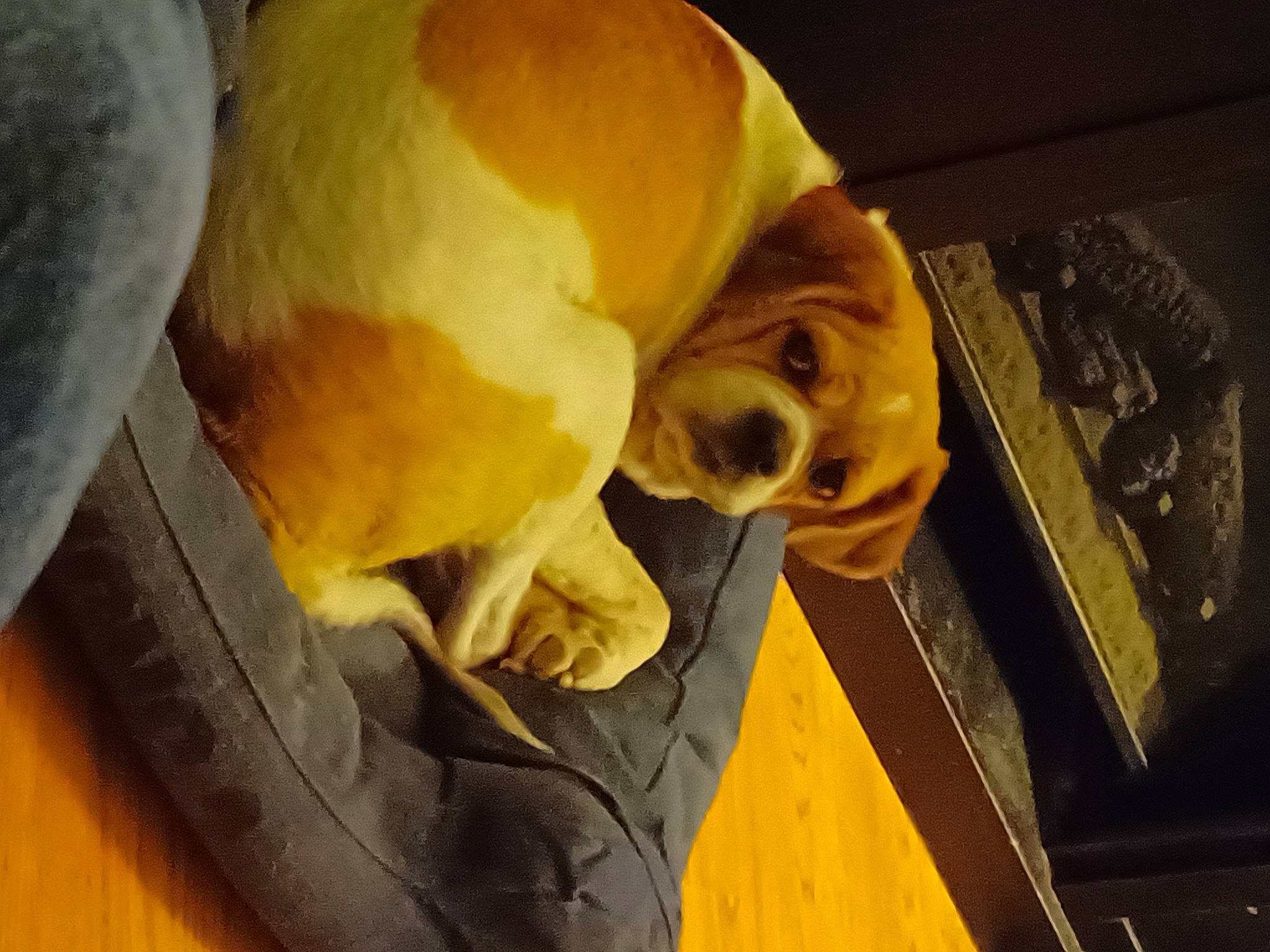 Lollypop is registered to the contest to win money with this photo: art, canidae, carnivore, comfort, companion_dog, dog, dog_breed, fawn, fur, nap, non_sporting_group, snout, sporting_group, tail, terrestrial_animal, whiskers, wood, working_animal