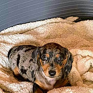 Sossie is registered to the contest to win money with this photo: puppy, dog, dachshund, dapple, blanket, cozy, pet, animal, cute, fur, lying_down, indoors, resting, small_dog, looking_at_camera, soft_texture, comfort, young, brown, black