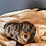 puppy, dog, dachshund, dapple, blanket, cozy, pet, animal, cute, fur, lying_down, indoors, resting, small_dog, looking_at_camera, soft_texture, comfort, young, brown, black