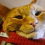 animal, cat, close_up, cozy, cute, domestic_cat, face, feline, fur, ginger_cat, indoor, muzzle, pet, portrait, red_texture, relaxed, resting, sleepy, soft_lighting, whiskers