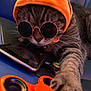 Susie is registered to the contest to win money with this photo: cat, sunglasses, orange_hat, pumpkin_hat, tabby_cat, paw, fidget_spinner, indoor, close_up, accessory, pet, cute, playful, funny, costume, animal, toy, black_nose, whiskers, relaxed