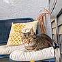 Susie joined the competition — help win amazing prizes! casual, cat, chair, container, cushion, feline, fur, green_eyes, indoor, knob, pet, pillow, pineapple, plant, resting, striped, tabby, texture, tool, wood