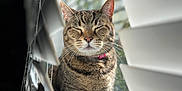 Susie joined the competition — help win amazing prizes! cat, tabby, windowsill, blinds, sunlight, pet, feline, domestic_cat, sitting, relaxed, indoor, whiskers, fur, striped, closeup, animal, cute, peaceful, pink_collar, window