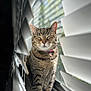 cat, tabby, windowsill, blinds, sunlight, pet, feline, domestic_cat, sitting, relaxed, indoor, whiskers, fur, striped, closeup, animal, cute, peaceful, pink_collar, window