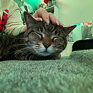 Susie is registered to the contest to win money with this photo: cat, tabby, petting, hand, person, sweater, indoor, blanket, furniture, shelf, decoration, cozy, face, whiskers, relaxed, closeup, home, nail_art, comfort, resting
