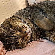 Susie joined the competition — help win amazing prizes! animal, cat, close_up, cozy, cute, domestic_cat, feline, fur, indoor, peaceful, pet, pink_blanket, portrait, relaxed, resting, sleeping, soft, striped, tabby, whiskers