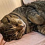 animal, cat, close_up, cozy, cute, domestic_cat, feline, fur, indoor, peaceful, pet, pink_blanket, portrait, relaxed, resting, sleeping, soft, striped, tabby, whiskers