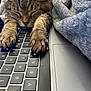 Susie is registered to the contest to win money with this photo: animal, blanket, cat, closeup, comfort, cozy, feline, indoor, keyboard, laptop, nap, paws, pet, relaxation, resting, sleeping, soft, tabby, technology, warm