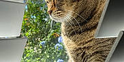 Susie joined the competition — help win amazing prizes! animal, blinds, cat, close_up, daylight, domestic_animal, flowers, fur, garden, greenery, indoor, outdoor_view, peaceful, pet, relaxation, side_view, sunlight, tabby, whiskers, window
