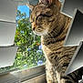 animal, blinds, cat, close_up, daylight, domestic_animal, flowers, fur, garden, greenery, indoor, outdoor_view, peaceful, pet, relaxation, side_view, sunlight, tabby, whiskers, window