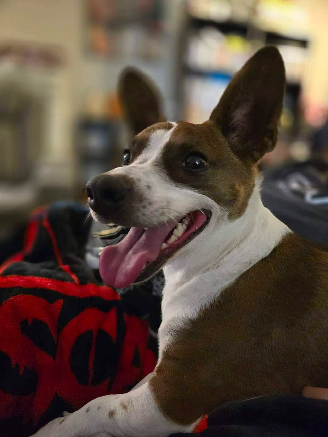 Mr Ripley joined the competition — help win amazing prizes! ancient_dog_breeds, canidae, carmine, carnivore, collar, companion_dog, dog, dog_breed, dog_supply, non_sporting_group, paw, sporting_group, terrestrial_animal, whiskers, window, working_dog