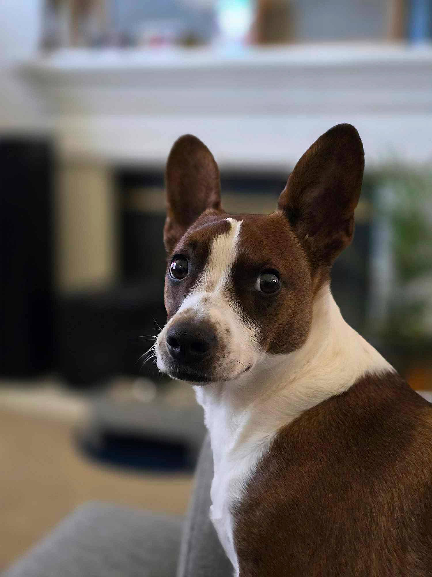 Mr Ripley joined the competition — help win amazing prizes! ancient_dog_breeds, canidae, carnivore, collar, companion_dog, dog, dog_breed, door, eye, fawn, fur, non_sporting_group, snout, sporting_group, terrestrial_animal, terrier, toy_dog, whiskers, working_animal