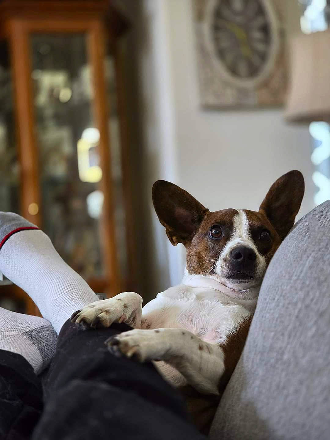 Mr Ripley is registered to the contest to win money with this photo: bored, boston_terrier, canidae, carnivore, clock, comfort, companion_dog, dog, dog_breed, door, ear, fawn, paw, sitting, snout, sporting_group, toy_dog, whiskers, window, working_animal