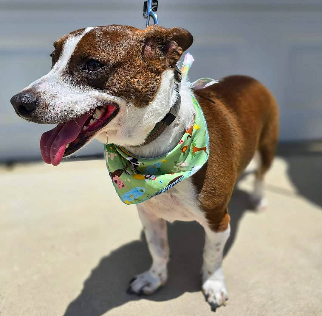 Mr Ripley is registered to the contest to win money with this photo: canidae, carnivore, collar, companion_dog, dog, dog_breed, dog_clothes, dog_collar, dog_supply, eyewear, fashion_accessory, fawn, fur, leash, pet_supply, snout, sporting_group, tail, whiskers, working_animal