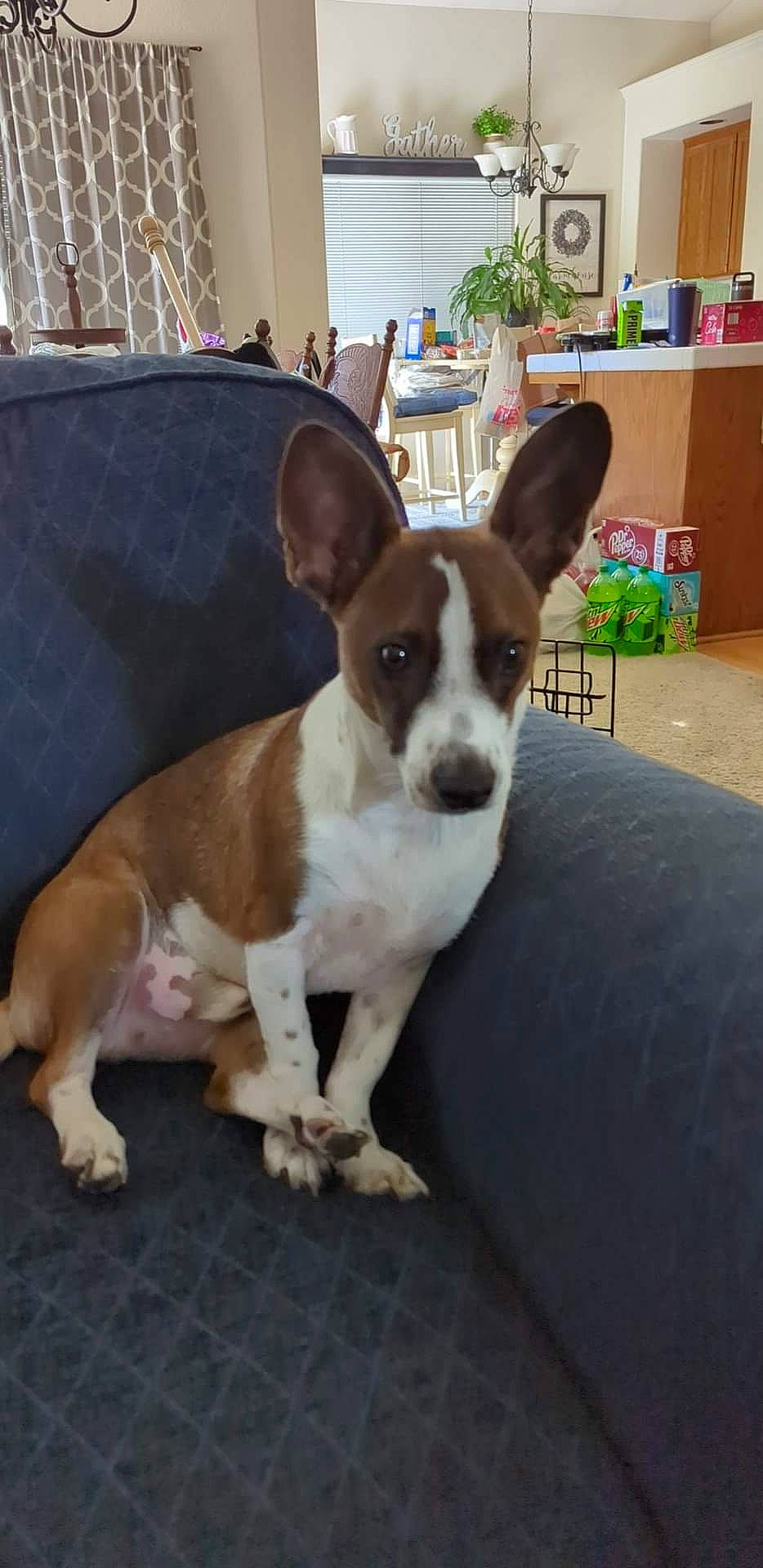 Mr Ripley is registered to the contest to win money with this photo: cabinetry, canidae, carnivore, chest_of_drawers, collar, companion_dog, dog, dog_breed, dog_supply, fawn, houseplant, paw, pet_supply, refrigerator, snout, sporting_group, tail, terrier, whiskers, working_animal