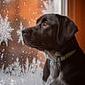 Lily a rejoint le concours — aidez-le/la à gagner de superbes lots ! dog, black_dog, window, frost, snowflake, winter, indoor, collar, pet, animal, side_view, looking_out, reflection, calm, thoughtful, closeup, portrait, mammal, domestic_animal, nature