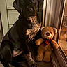 animal, black_dog, companion, cozy, cute, dog, door, floor, friendship, furniture, indoor, light, pet, portrait, puppy, sitting, stuffed_animal, teddy_bear, toy, window