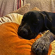 Lily participe au concours pour gagner de l'argent avec cette photo : dog, black_dog, paw, cushion, orange_cushion, blanket, soft_texture, indoor, resting, sleepy, cozy, pet, animal, fur, close_up, relaxation, homedecor, comfort, canine, nap