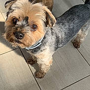 Taxi participe au concours pour gagner de l'argent avec cette photo : dog, small_dog, pet, indoor, tile_floor, wooden_furniture, groomed, curious, brown_eyes, canine, companion, domestic_animal, alert, floor_tiles, home, collar, fur, looking_up, animal, cute