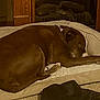 Remi joined the competition — help win amazing prizes! dog, sleeping, brown_dog, dog_bed, indoor, carpet, wooden_furniture, cozy, pet, resting, canine, collar, nap, animal, domestic_animal, home, comfort, relaxation, fur, quiet
