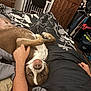 Remi is registered to the contest to win money with this photo: dog, bed, blanket, person, arm, hand, smiling_dog, indoor, wooden_door, clothes, closet, paw, fur, nail, resting, comfort, relaxed, home, sleepy, cute