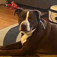 Remi joined the competition — help win amazing prizes! dog, brown_dog, white_patch, lying_down, carpet, rug, toy, fish_toy, indoor, home, floor, slow_cooker, appliance, pet, animal, collar, relaxed, living_room, furniture, wood_floor