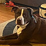 dog, brown_dog, white_patch, lying_down, carpet, rug, toy, fish_toy, indoor, home, floor, slow_cooker, appliance, pet, animal, collar, relaxed, living_room, furniture, wood_floor