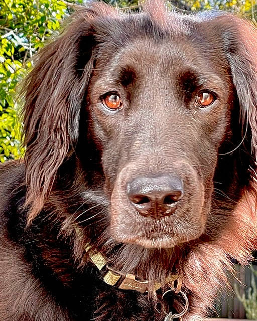 Phinn joined the competition — help win amazing prizes! canidae, carnivore, companion_dog, dog, dog_breed, dog_collar, fur, gun_dog, hat, hunting_dog, liver, retriever, snout, sporting_group, working_animal