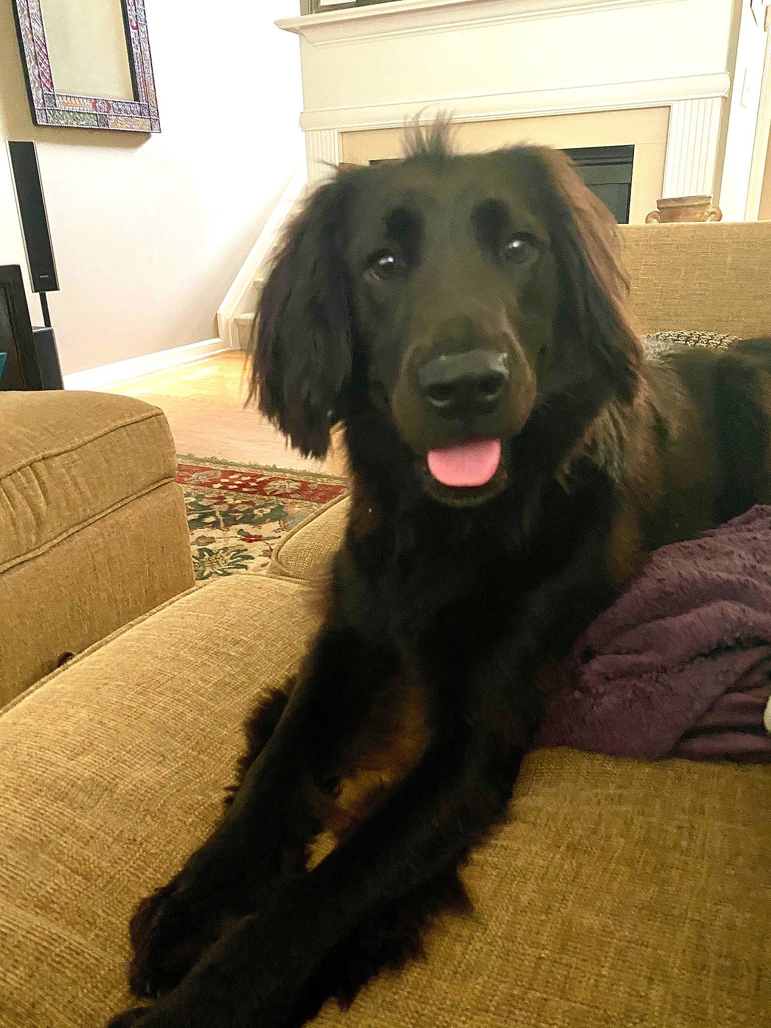 Phinn is registered to the contest to win money with this photo: canidae, carnivore, comfort, companion_dog, couch, dog, dog_breed, floor, flooring, fur, gun_dog, hardwood, liver, picture_frame, retriever, room, snout, sporting_group, tail, television