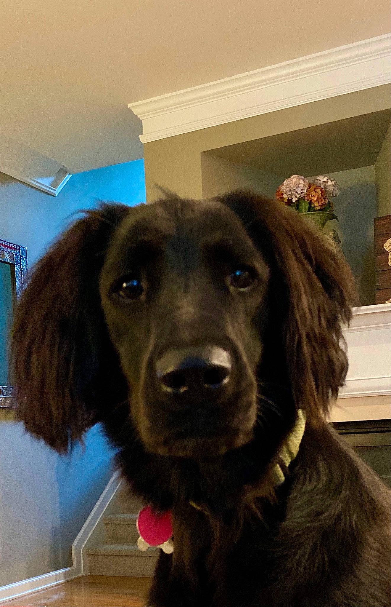 Phinn joined the competition — help win amazing prizes! borador, canidae, carnivore, companion_dog, dog, dog_breed, dog_collar, fawn, fur, gun_dog, hat, liver, picture_frame, retriever, snout, spaniel, sporting_group, whiskers, working_animal, working_dog