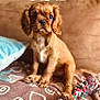 Birdy a rejoint le concours — aidez-le/la à gagner de superbes lots ! puppy, dog, brown, toy, rope_toy, blanket, couch, pillow, pet, cute, indoor, animal, fur, sitting, young, playful, domestic, companion, soft, curious