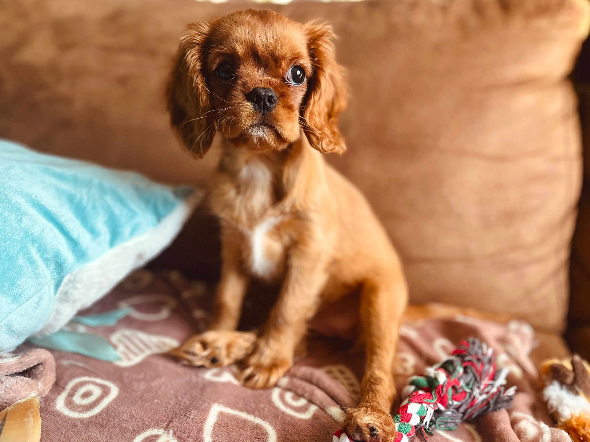 Birdy a rejoint le concours — aidez-le/la à gagner de superbes lots ! puppy, dog, brown, toy, rope_toy, blanket, couch, pillow, pet, cute, indoor, animal, fur, sitting, young, playful, domestic, companion, soft, curious