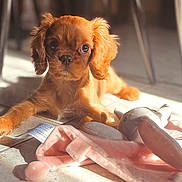 Birdy participe au concours pour gagner de l'argent avec cette photo : puppy, dog, toy, stuffed_animal, elephant_toy, floor, tile, sunlight, indoor, pet, cute, young, animal, brown, fur, ears, eyes, laying_down, soft_toy, home