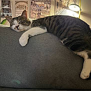 Blue a rejoint le concours — aidez-le/la à gagner de superbes lots ! cat, tabby_cat, sleeping, couch, gray_couch, indoor, home, relaxing, animal, pet, feline, artwork, paris, eiffel_tower, lamp, cozy, resting, wall, decor, comfort
