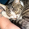 Blue a rejoint le concours — aidez-le/la à gagner de superbes lots ! cat, tabby, sleeping, paw, tattoo, arm, closeup, fur, resting, cozy, pet, animal, domestic, whiskers, cute, relaxed, indoor, companion, nap, peaceful