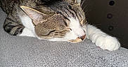 Blue a rejoint le concours — aidez-le/la à gagner de superbes lots ! cat, tabby, sleeping, paw, indoor, resting, feline, pet, cozy, gray, textured_surface, closeup, whiskers, ears, quiet, domestic, animal, relaxation, background_lights, soft_lighting